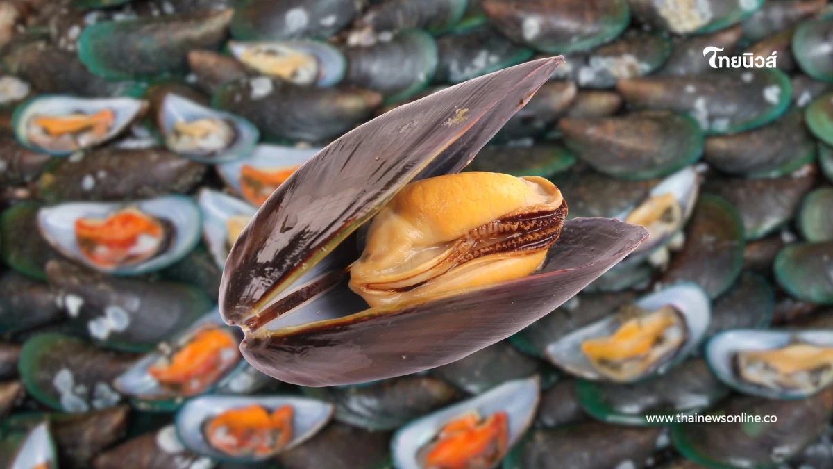 รู้ก่อนกิน! หอยแมลงภู่สีส้มกับสีขาว บอกความสดได้จริงไหม