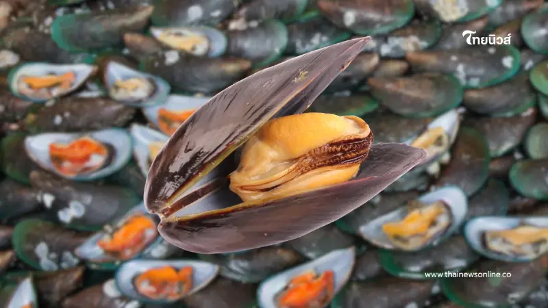 รู้ก่อนกิน! หอยแมลงภู่สีส้มกับสีขาว บอกความสดได้จริงไหม