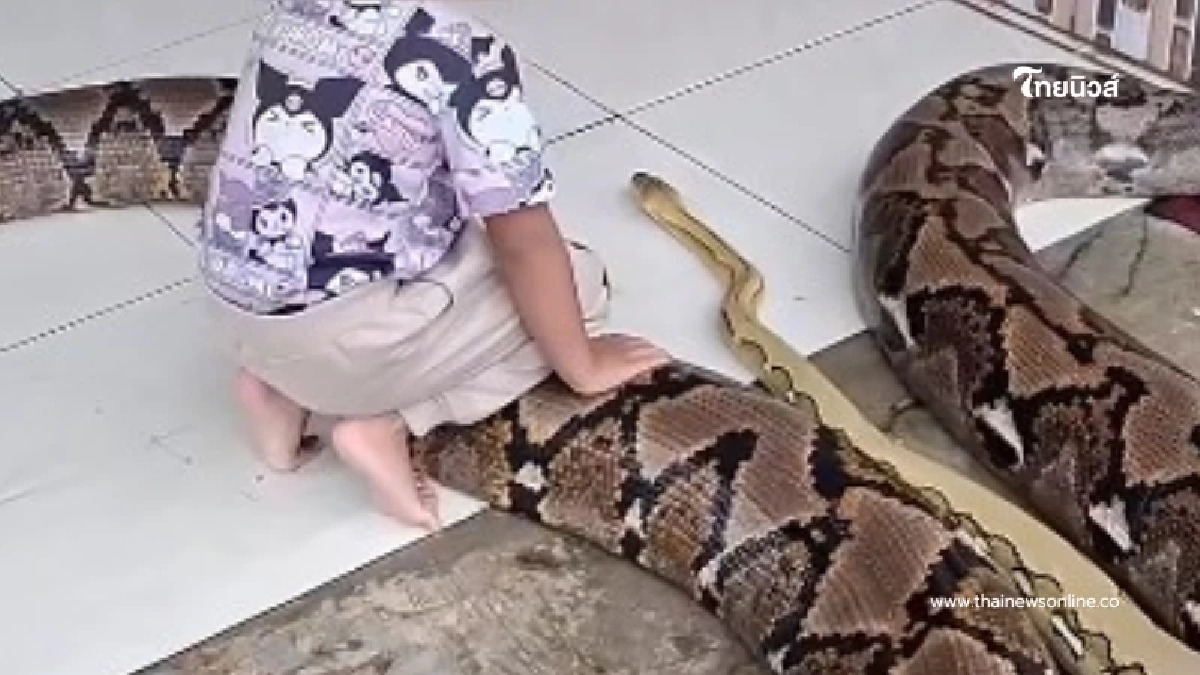 พ่อแม่ปล่อยงูยาวกว่า 4 เมตร คลุกคลีอยู่กับลูกสาวตัวน้อย