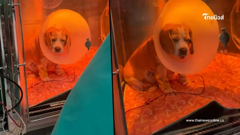 เปิดอาการ "มู่ทู่" หลังผ่าตัดมะเร็งตับ เผย 24ชม. จากนี้ สำคัญสุด