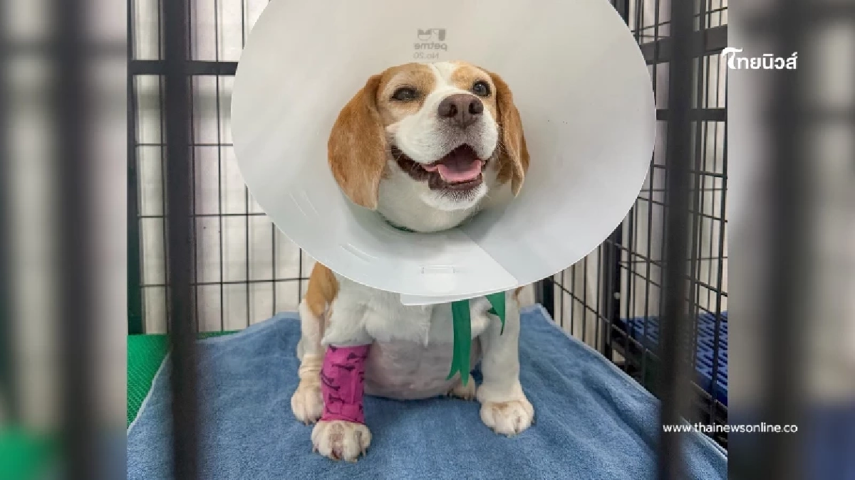 เปิดนาที "มู่ทู่" โดนกัด เจ้าของ ตัดสินใจเล่าตั้งแต่เริ่ม