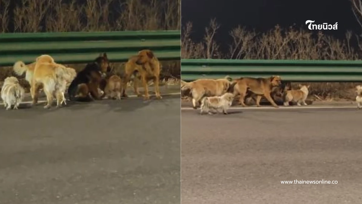 สุนัขต่างสายพันธุ์ หนีจากแก๊งลักหมา ไม่ทิ้งแม้เพื่อนที่บาดเจ็บ สุนัขต่างสายพันธุ์ หนีจากแก๊งลักหมา ไม่ทิ้งแม้เพื่อนที่บาดเจ็บ