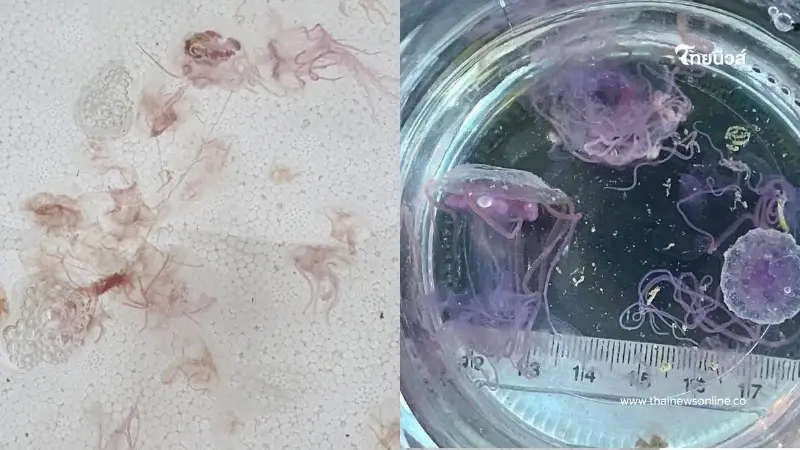 ภูเก็ตเตือน! แมงกะพรุนไฟบุกเกาะไม้ท่อน สั่งงดเล่นน้ำชั่วคราว ภูเก็ตเตือน! แมงกะพรุนไฟบุกเกาะไม้ท่อน สั่งงดเล่นน้ำชั่วคราว