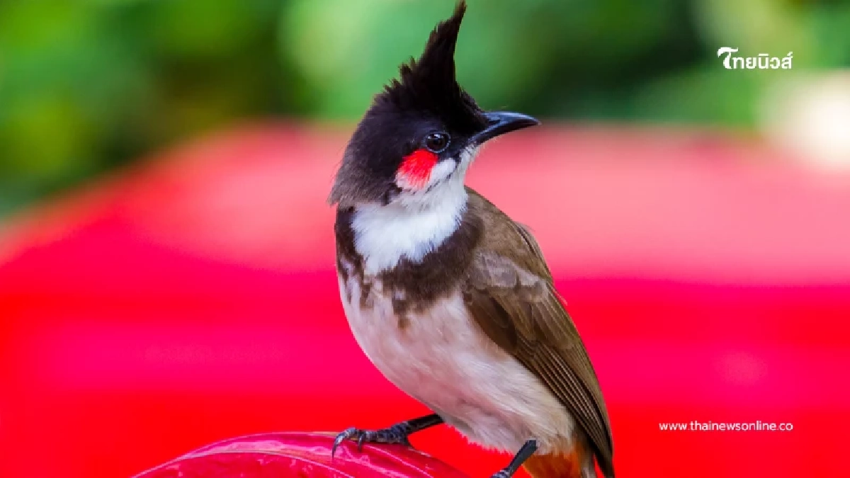 สกัดรถทัวร์ลาว-ไทย ลอบขนสัตว์ป่าซุกรถทัวร์เวียงจันทน์ เฉียด 5 แสน สกัดรถทัวร์ลาว-ไทย ลอบขนสัตว์ป่าซุกรถทัวร์เวียงจันทน์ เฉียด 5 แสน