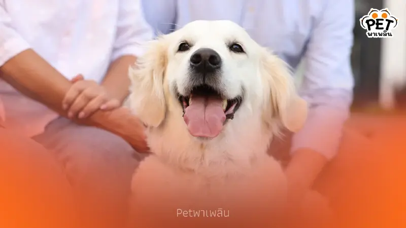 สุนัขจำเจ้าของเก่าได้ไหม? เปิดเหตุผลที่น้องหมาไม่เคยลืมคุณ