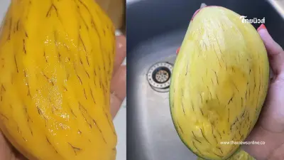 ไขปริศนา "เส้นดำ" ในมะม่วงสุก อันตรายจริงหรือแค่เรื่องธรรมชาติ ไขปริศนา "เส้นดำ" ในมะม่วงสุก อันตรายจริงหรือแค่เรื่องธรรมชาติ
