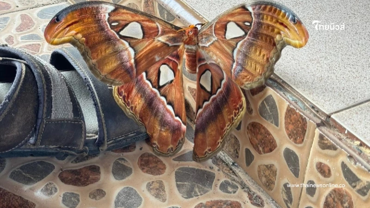 หนุ่มเจอ "ผีเสื้อยักษ์" ก่อนรู้ความจริง ถึงกับ เป็นบุญตามาก ๆ