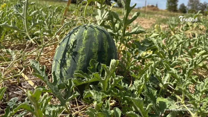 ขึ้นทะเบียน GI แตงโมหวานยโสธร สร้างมูลค่าเพิ่ม ยกระดับเศรษฐกิจชุมชน ขึ้นทะเบียน GI แตงโมหวานยโสธร สร้างมูลค่าเพิ่ม ยกระดับเศรษฐกิจชุมชน