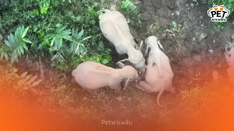 ส่องนาทีระทึก! โดรนจับภาพโขลงช้างป่า 20 ตัวบุกประชิดหมู่บ้าน