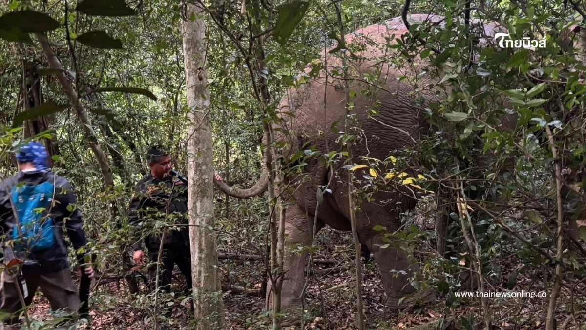 กรมอุทยานฯ ถอดปลอกคอ GPS ของ ม.มหิดล "สีดอไลก้า" สำเร็จลุล่วง