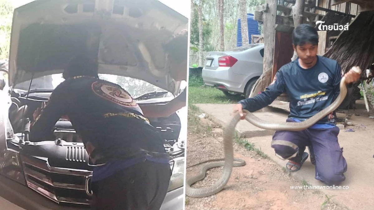 เลขทะเบียนรถ งูจงอาง 3 เมตร เลื้อยซุกกระโปรงหน้ารถเก๋ง