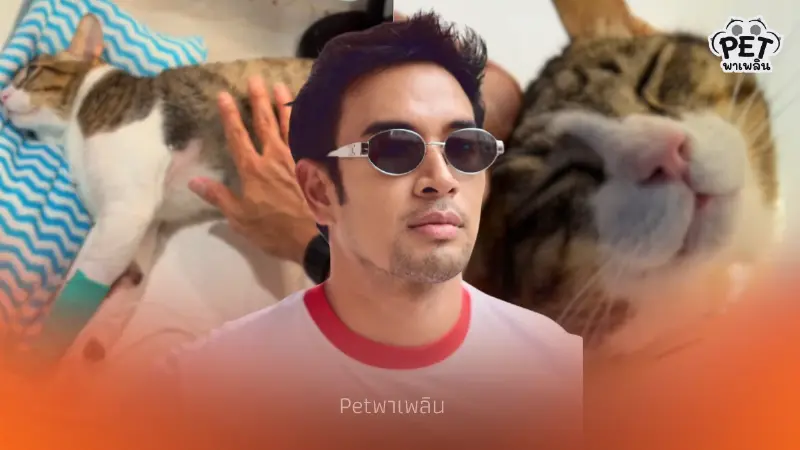 ส่งใจช่วย "น้องไข่ตุ๋น" แมวเกรท วรินทร ป่วยลิวคีเมียและมะเร็ง