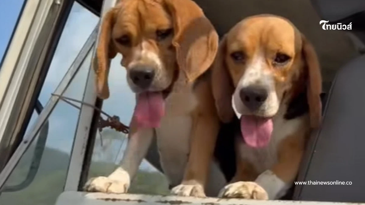 ในหลวง ร.10 ทรงพระเมตตา รับ 2 บีเกิ้ล ถูกทิ้งสุสาน ชุบเลี้ยงในวัง