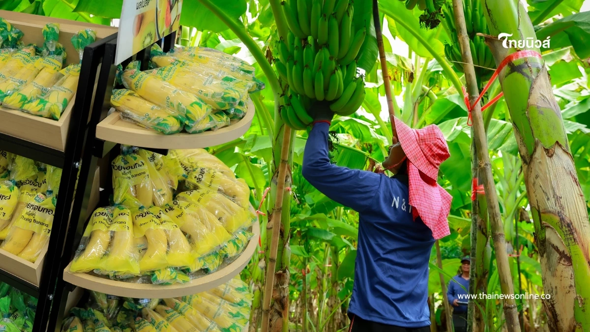 ขายดีปีละ 200 ล้านลูก เจาะเบื้องหลัง "กล้วยหอมเซเว่นฯ"พลิกชีวิตเกษตรกร