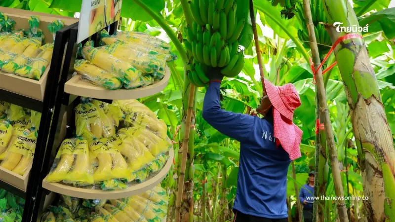 ขายดีปีละ 200 ล้านลูก เจาะเบื้องหลัง "กล้วยหอมเซเว่นฯ"พลิกชีวิตเกษตรกร