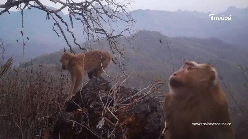 เปิดภาพ ลิงกังเหนือ เจ้าถิ่นสันปันแดน กับทรงผมเหมือนใส่หมวกแก๊ป