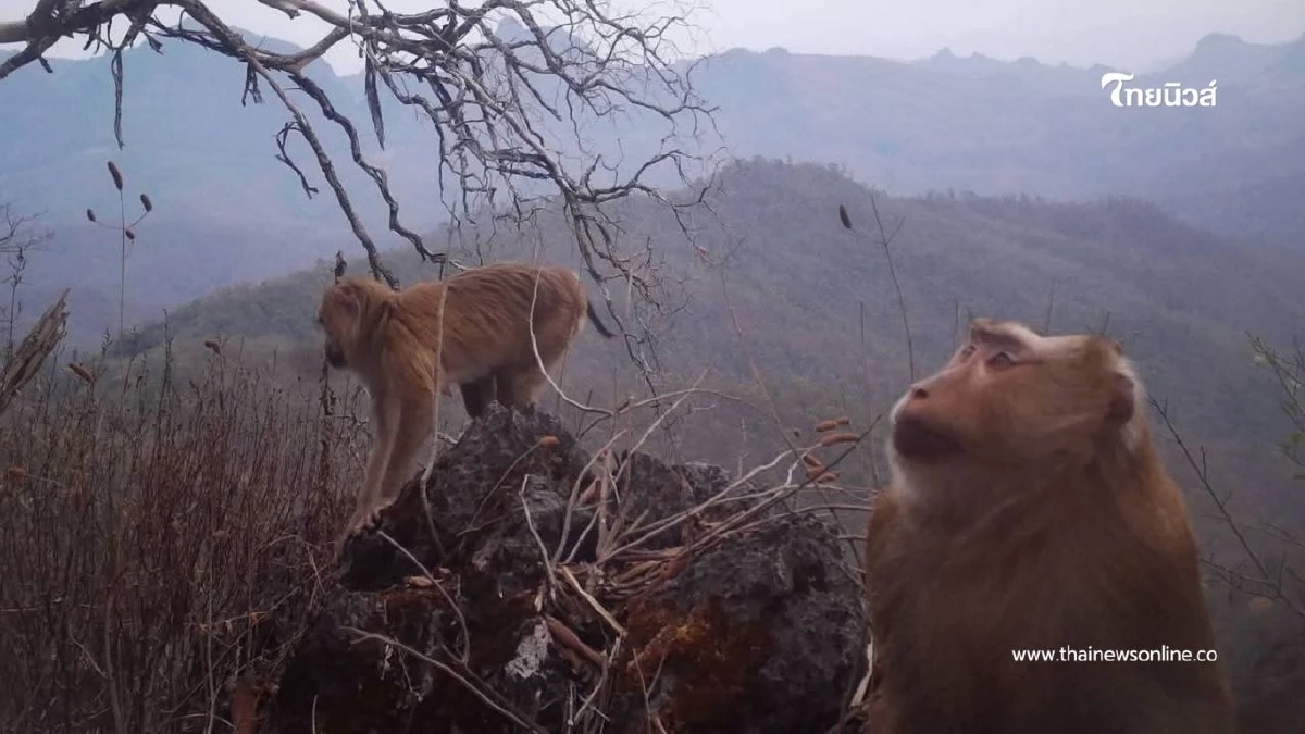 เปิดภาพ ลิงกังเหนือ เจ้าถิ่นสันปันแดน กับทรงผมเหมือนใส่หมวกแก๊ป เปิดภาพ ลิงกังเหนือ เจ้าถิ่นสันปันแดน กับทรงผมเหมือนใส่หมวกแก๊ป
