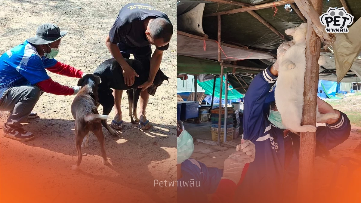 เร่งฉีดวัคซีนหมาแมวถูกแรงงานทิ้งชายแดนช่องจอม สกัดพิษสุนัขบ้า