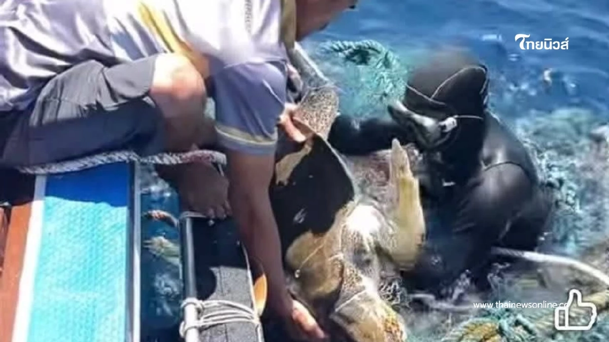 อุทยานฯ สิมิลัน ช่วยเต่าหญ้าติดอวนเกาะบอน ส่งรักษาภูเก็ต