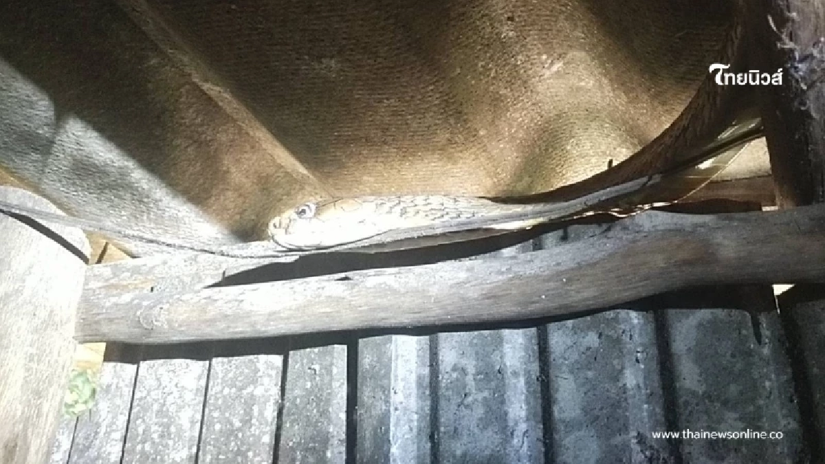 ส่องเลขบ้าน งูจงอางขดตัวหิ้งพระ ชาวบ้านแห่ส่องเก็บลุ้นโชค