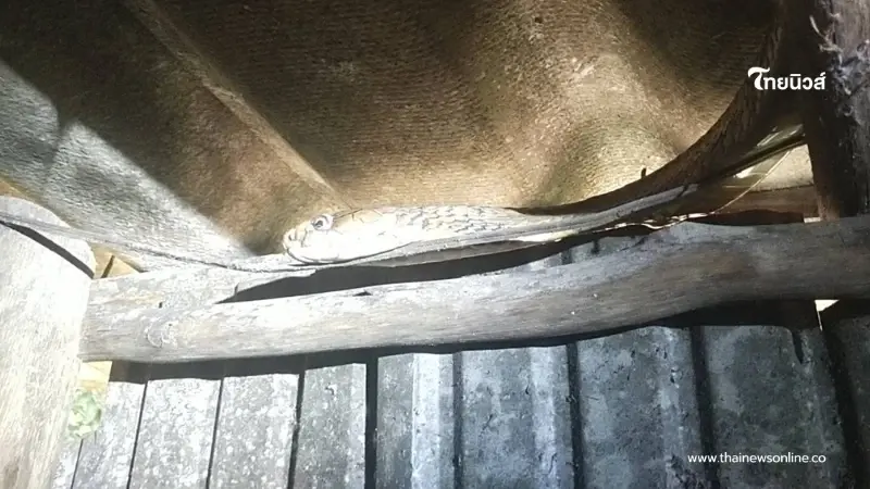 ส่องเลขบ้าน งูจงอางขดตัวหิ้งพระ ชาวบ้านแห่ส่องเก็บลุ้นโชค