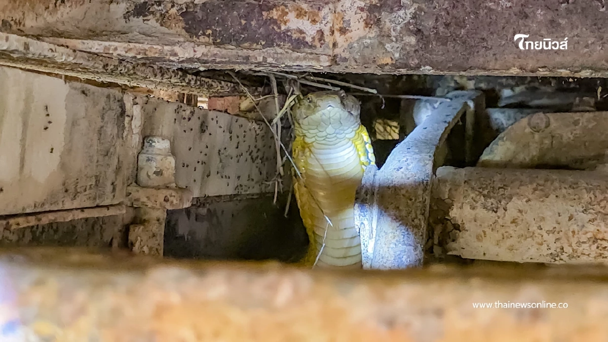 กู้ภัยสัตหีบสยบงูจงอางยาวกว่า 4 เมตร แอบซุกรถบรรทุก 6 ล้อ