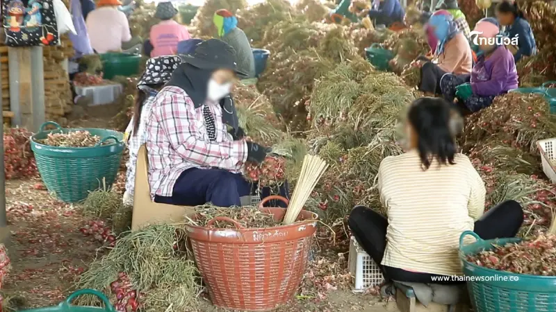 วิกฤตหอมลำพูนราคาดิ่งต่ำสุดในรอบ 10 ปี ชาวสวนแบกหนี้อ่วม