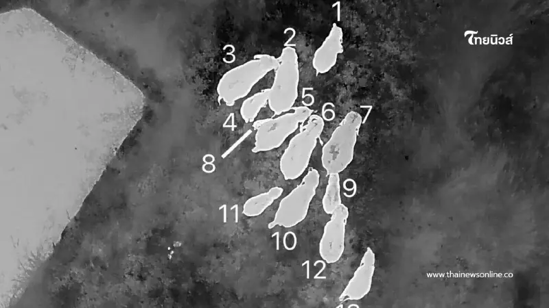 ขสป.บุณฑริกฯ สนธิกำลังใช้โดรนผลักดันโขลงช้างป่า 13 ตัวคืนป่า