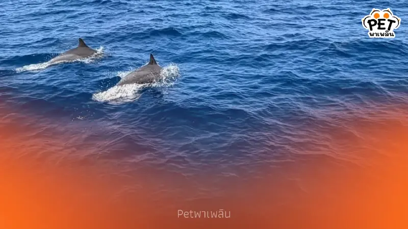 สิมิลันพบฝูงโลมาปากขวดกว่า 100 ตัว บ่งชี้ทะเลไทยสมบูรณ์