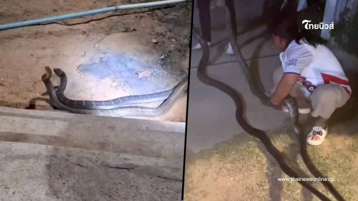 เปิดบ้านเลขที่ งูจงอางขนาดใหญ่ 2 ตัว เปิดศึกกลางลานบ้าน