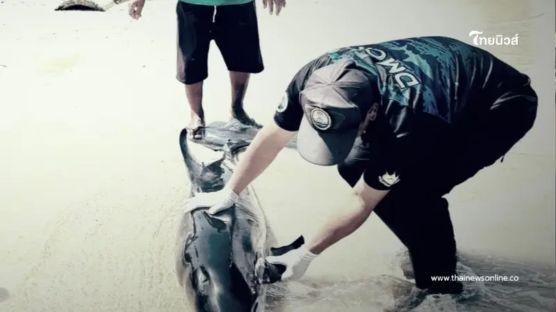 เร่งคลี่ปมสลด ร่างเกยตื้นริมหาด สูญเสียเศร้าอีกครั้ง