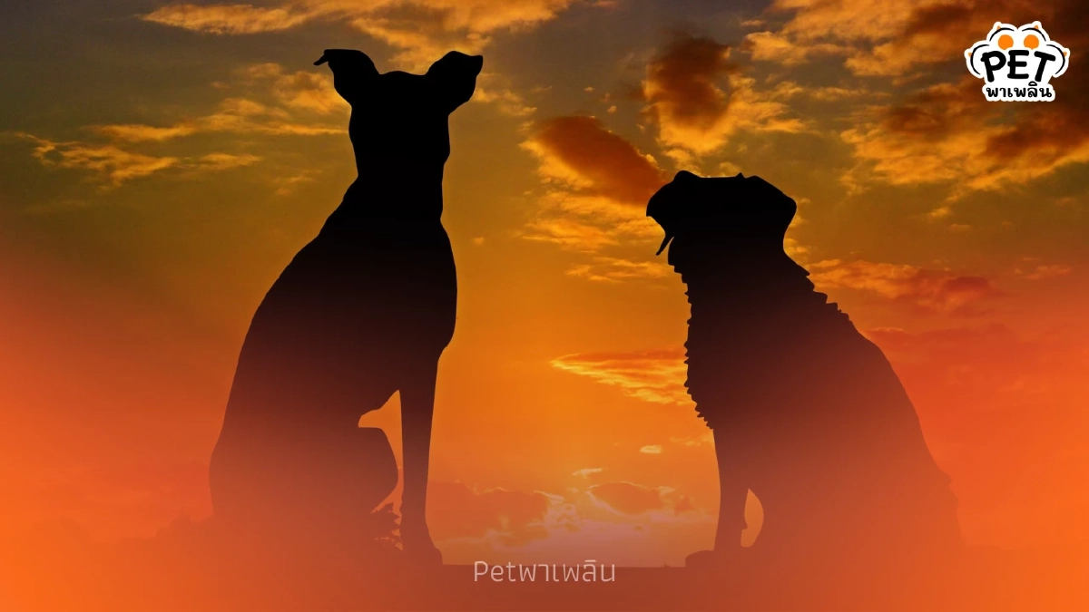 หมาแมวหายบนทางด่วนไปไหน? เฉลยจุดพักพิงลับที่ EXAT ดูแลอย่างดี!