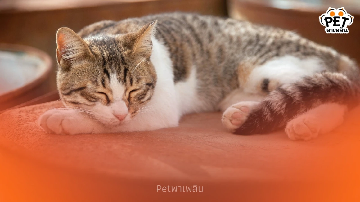 สังเกต 7 สัญญาณเตือนเมื่อแมวป่วยหนักและเข้าสู่ช่วงวาระสุดท้าย