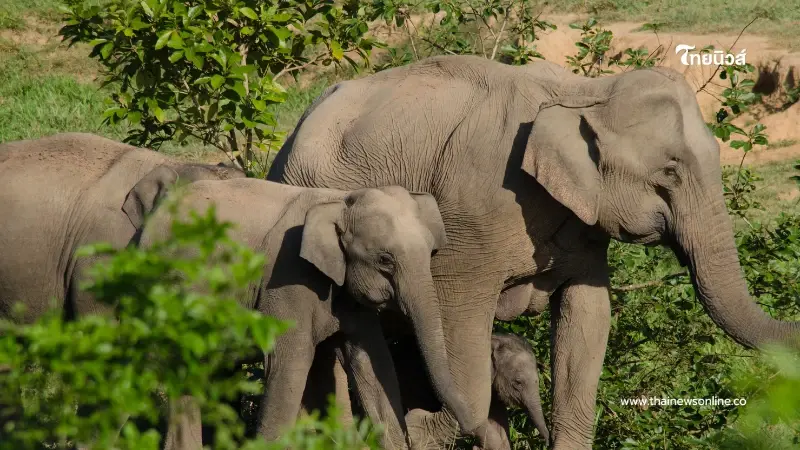 กรมอุทยานฯ สั่งเบรกย้ายช้างป่าทั่วประเทศ ย้ำต้องปลอดภัยสูงสุด
