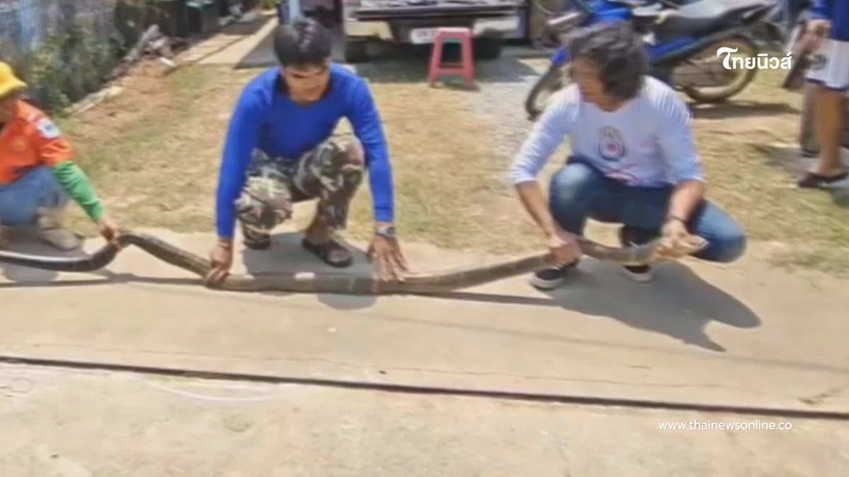 ระทึกวังน้ำเขียว! กู้ภัยสยบจงอางยักษ์ 4 เมตร บุกซุกครัวหนีร้อน