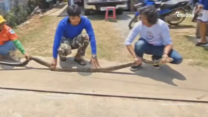 ระทึกวังน้ำเขียว! กู้ภัยสยบจงอางยักษ์ 4 เมตร บุกซุกครัวหนีร้อน