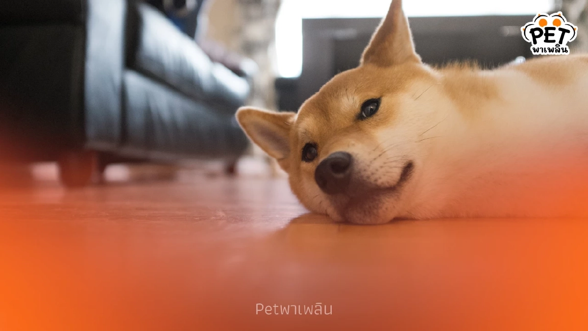 สัญญาณอันตราย เตือนเจ้าของเช็กด่วนอาการฮีทสโตรกในสัตว์เลี้ยง