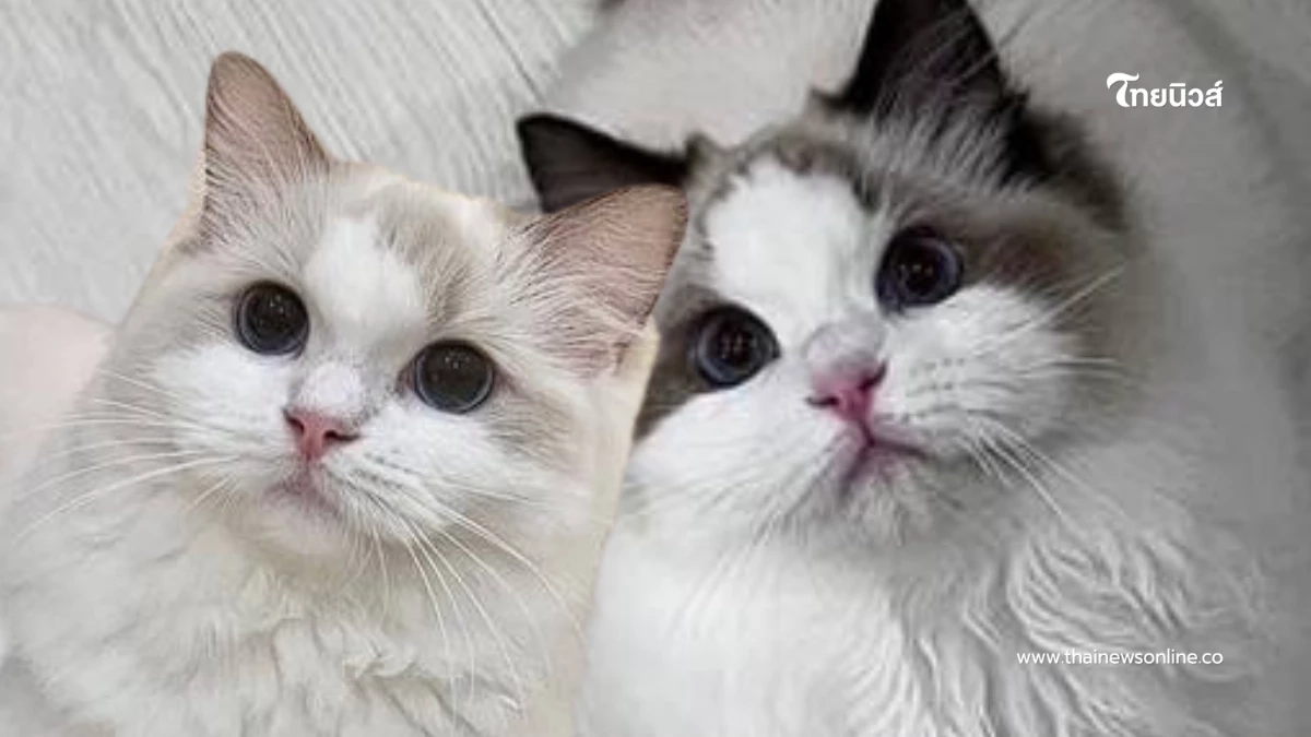 ศึกชิง "น้องแมว" รักจบแต่ปัญหาไม่จบ ฟ้องทวงคืน 4 ตัว เกือบ 6.4 แสน