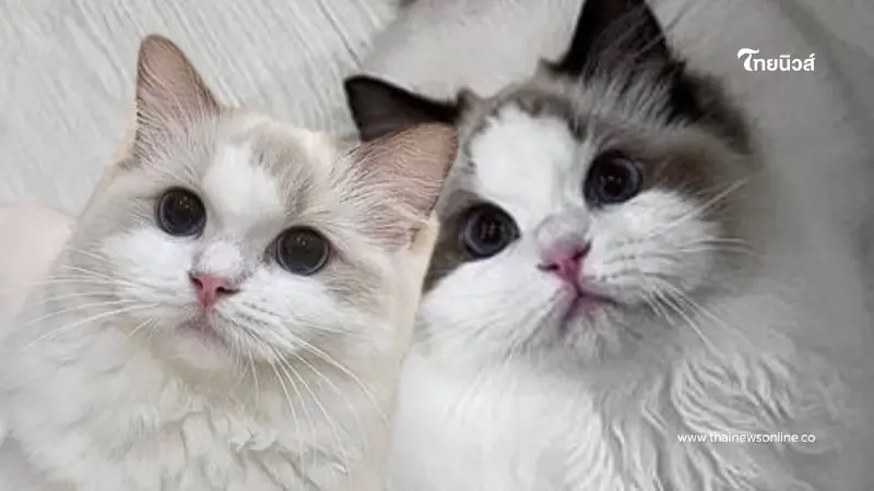 ศึกชิง "น้องแมว" รักจบแต่ปัญหาไม่จบ ฟ้องทวงคืน 4 ตัว เกือบ 6.4 แสน