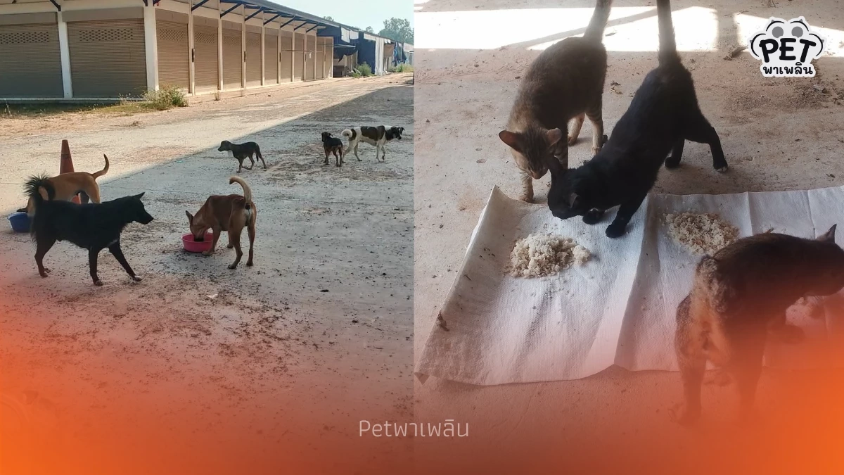 เตือนสายบุญ! ให้ข้าวหมาจรเสี่ยงคุก-ปรับแสน ฐานเป็นเจ้าของ