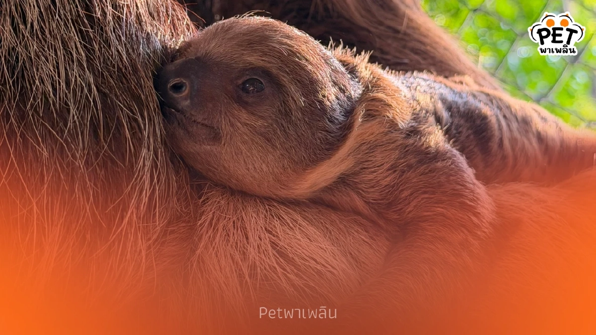 สวนสัตว์เปิดเขาเขียว เปิดตัว "ลูกสลอธ" สมาชิกใหม่สุดน่ารัก