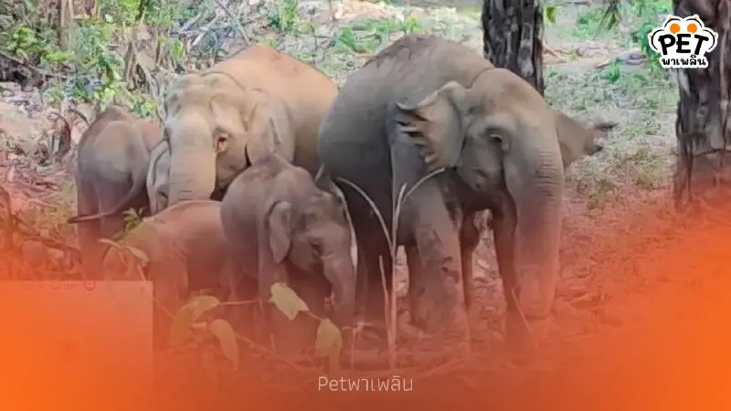 นาทีชีวิต เร่งช่วยเจ้าจู้ด ลูกช้างป่าเหยื่อน้ำกรด อาการทรุดหนัก
