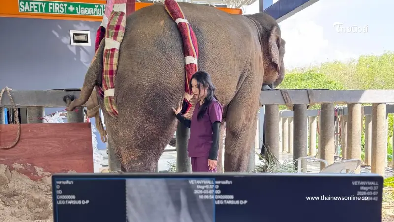อัปเดตอาการ "พลายเดียว" ช้างขาหัก 35 วัน พบกระดูกใหม่เริ่มงอก