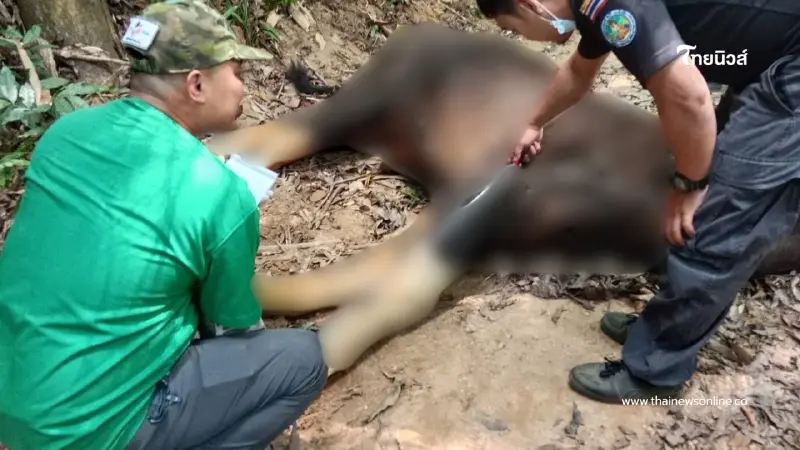 พบซากกระทิง-หมีหมากลางป่าเพชรบุรี สั่งด่วนพิสูจน์สาเหตุ