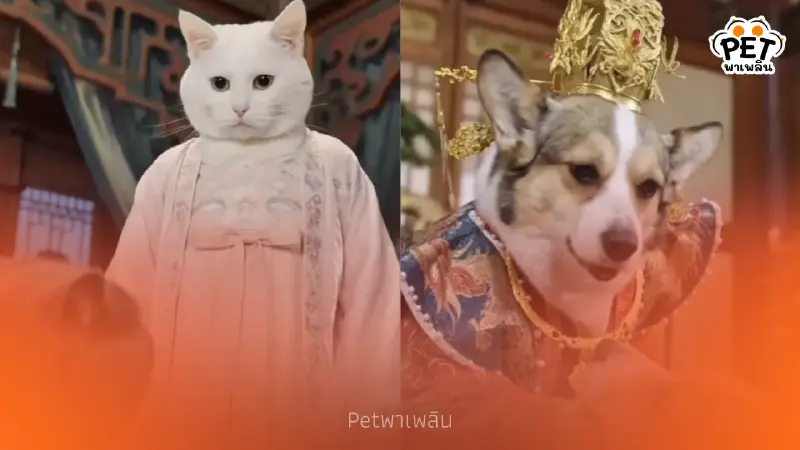 เทรนด์ละครหมาแมวแนวตั้ง ยอดวิวทะลุร้อยล้าน สร้างรายได้หลักแสน