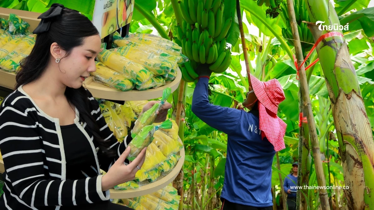 ขายดีปีละ 200 ล้านลูก เจาะเบื้องหลัง "กล้วยหอมเซเว่นฯ"พลิกชีวิตเกษตรกร