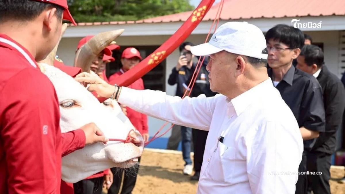 ยลโฉม "พระโคพอ-เพียง" พระโคแรกนาขวัญปี 69 สง่างามคู่ไทย