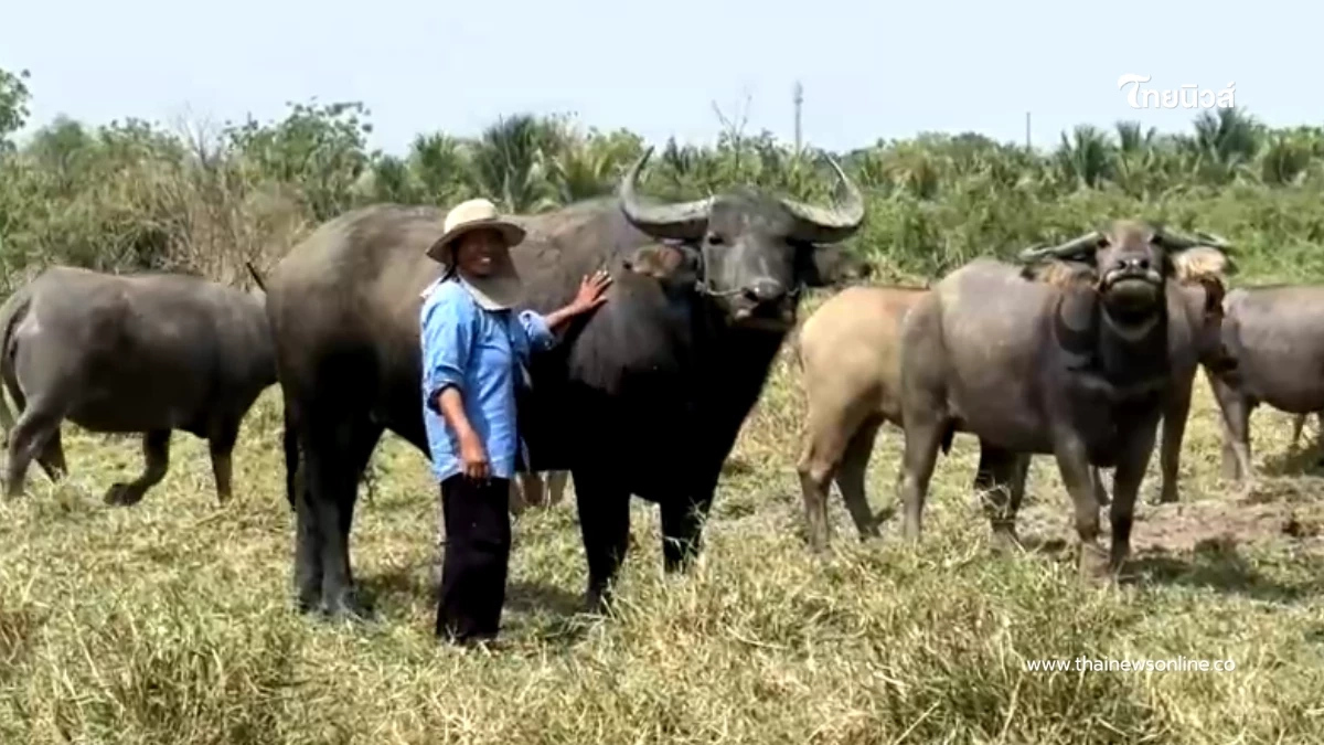 สู้ค่าน้ำมันพุ่ง! ชาวบ้านเปิดเช่าควายไถนา ลดต้นทุนฟื้นวิถีไทย สู้ค่าน้ำมันพุ่ง! ชาวบ้านเปิดเช่าควายไถนา ลดต้นทุนฟื้นวิถีไทย