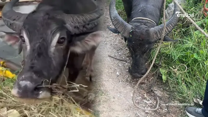 อาการล่าสุด "บุญรอด" ควายหนีจากงานศพ ได้บ้านใหม่ ไม่ต้องหนีแล้ว