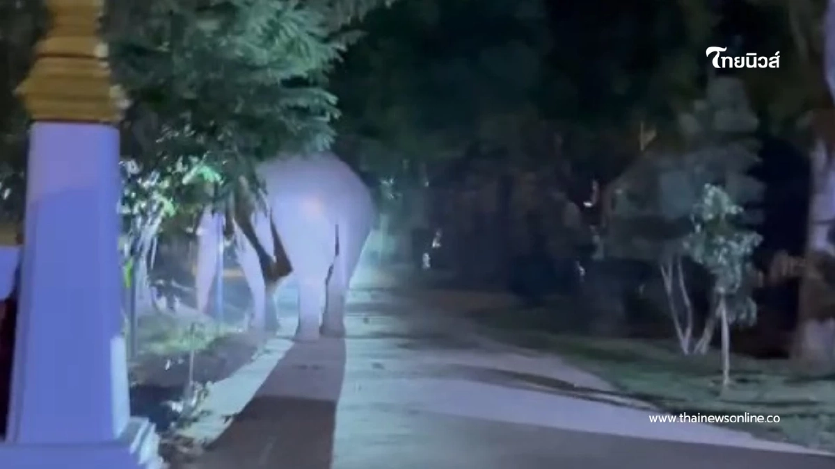 ขนลุกทั้งวัด! “พลายเบี่ยงเล็ก” โผล่ร่วมเวียนเทียนวันมาฆบูชา